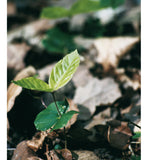 The Wonder of Trees: Nature Activities for Children @ 大樹孩子生活館             Tree Children's Lodge, Hong Kong - 5