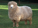 Ashford Corriedale wool roving 20g|紐西蘭可瑞黛爾羊毛氈 20g @ 大樹孩子生活館             Tree Children's Lodge, Hong Kong - 2